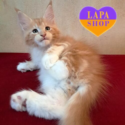 Handsome Maine Coon Kitten in a Luxurious Red Marble Fur Coat Ullis