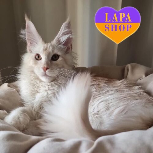 Weys — красунчик породи мейн-кун ніжного кремово-сріблястого забарвлення