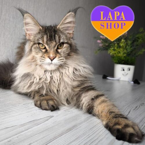 Красавица породы мейн-кун X*Hloe