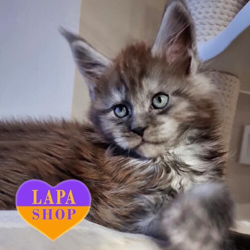 Очаровательный котенок породы мейн-кун изысканного дымного окраса Ximas