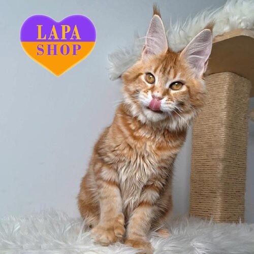 Luxurious Maine Coon Show Breed Class Kitty Yara — For Breeding