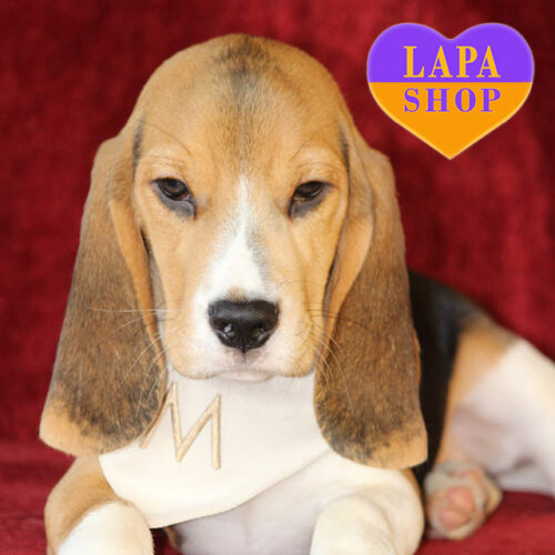 Melvin - триколорный мальчик породы бигль