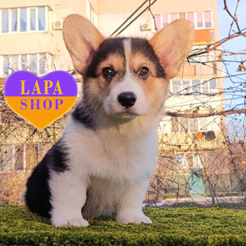 Michelle — Charming Girl of the Welsh Corgi Pembroke Breed