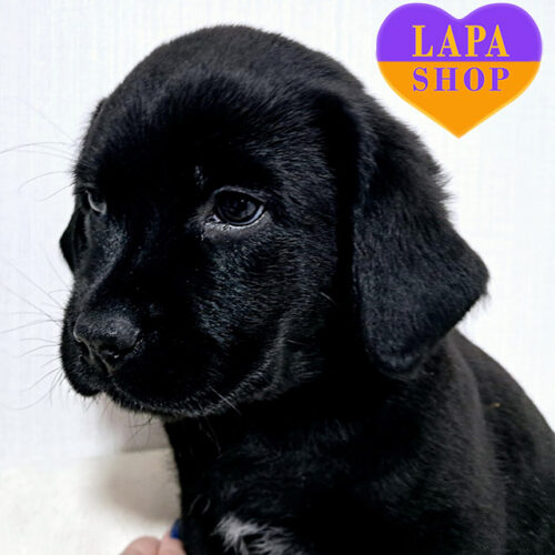 Красень породи лабрадор-ретривер чорного забарвлення Michelle Modo