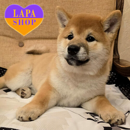 Michio — Red Boy Shiba Inu