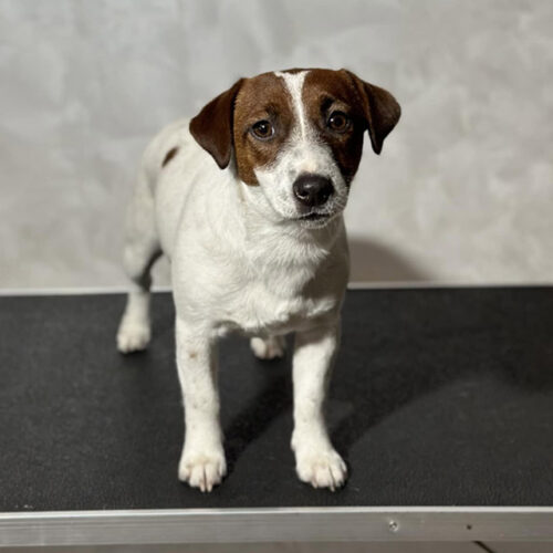 Дівчинка породи джек-рассел-тер'єр Milka