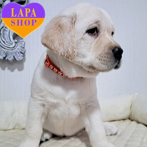 Millie Rey — чарівна дівчинка породи лабрадор-ретривер