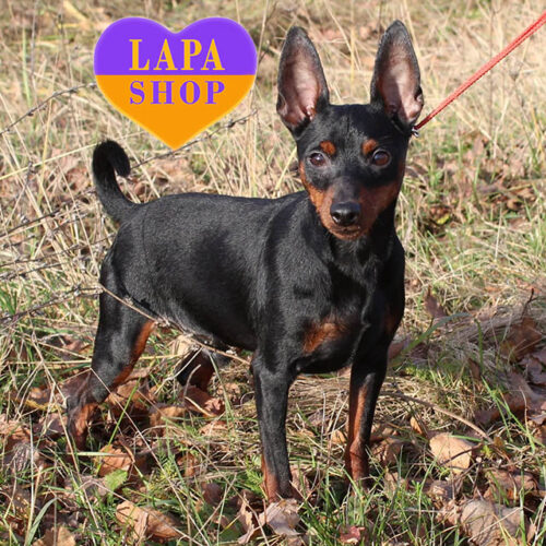 Winner — чорний хлопчик породи мініатюрний пінчер