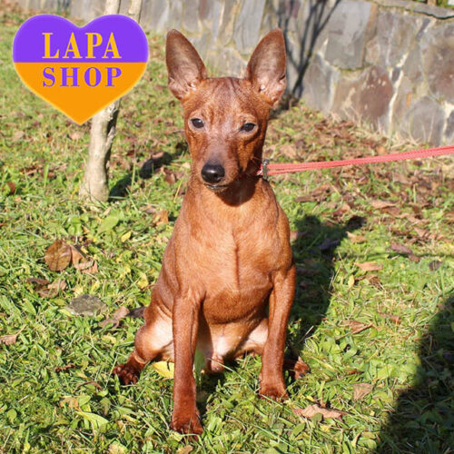 Рудий хлопчик Рет породи мініатюрний пінчер