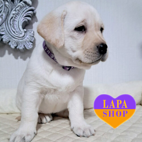 Mona Lisa — леді породи лабрадор-ретривер