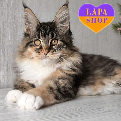 Красавица породы мейн-кун в черепахово-белой шубке Abigail