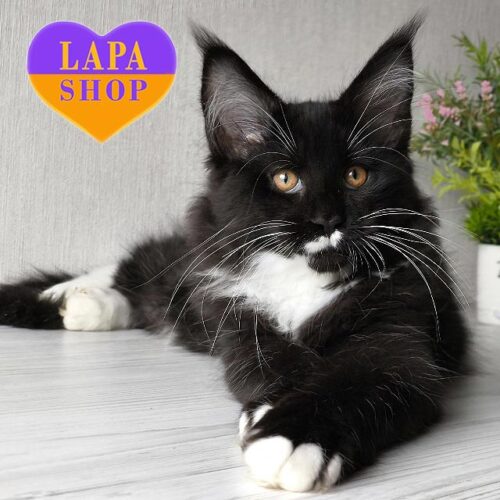 Очаровательный мейн-кун с элегантным черно-белым окрасом Alan