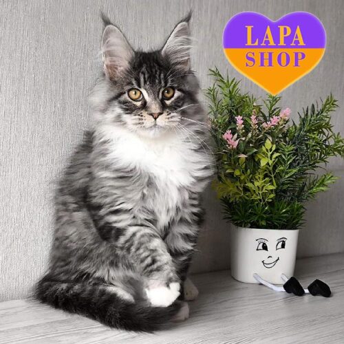 Элегантный мейн-кун с уникальным тигрово-дымным окрасом Amadeus