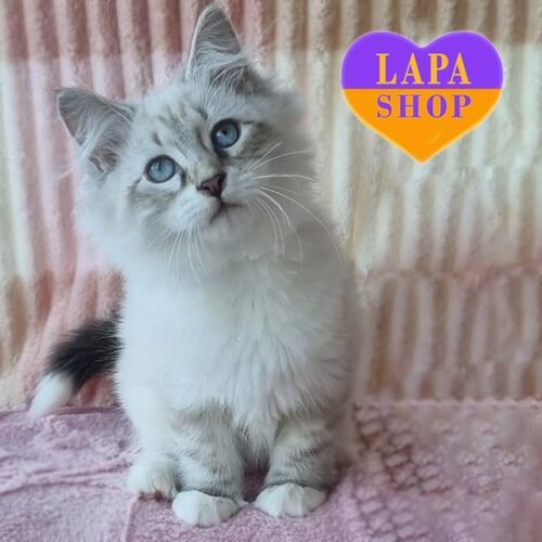 Невская маскарадная красотка с небесно-голубыми глазками Iriska