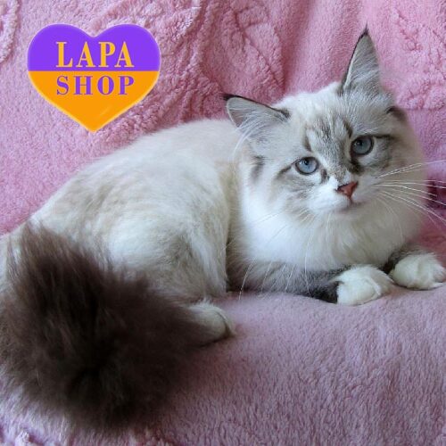 Jesika — грациозная невская маскарадная кошечка в роскошной шубке