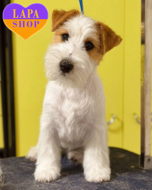 біло-рудий джек-рассел-тер'єр