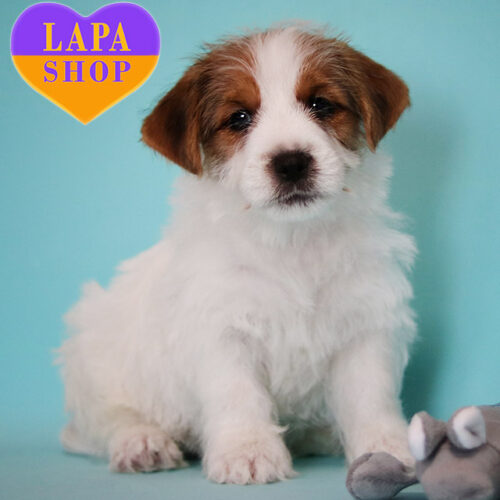 Noble Spirit – мальчик породы джек-рассел-терьер