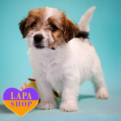 Noelle – девочка породы джек-рассел-терьер