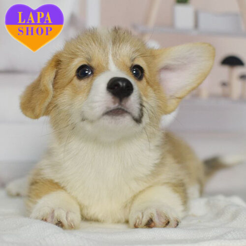 Odry — чарівна красуня породи вельш-коргі пемброк рудо-білого забарвлення