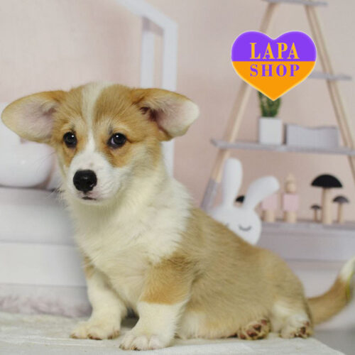 Ofeliya— рудо-біла красуня породи вельш-коргі пемброк