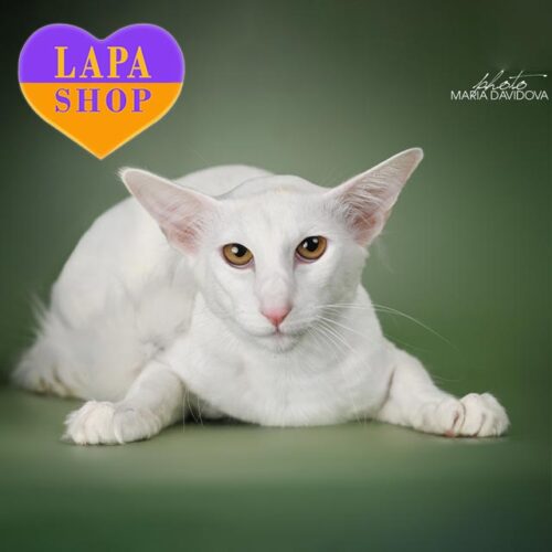 Елегантний довгошерстий орієнтал (яванез) із білосніжною шерстю та виразними зеленими очима Аміго