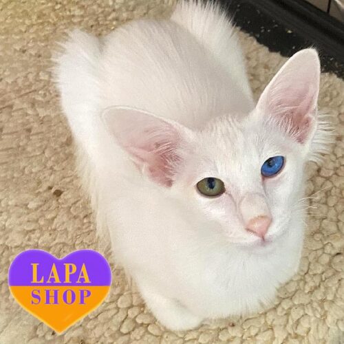 Astra is an Incredible Oriental Longhair (Javanese) Kitty in a Snow White Fur Coat and Charming Multi-colored Eyes