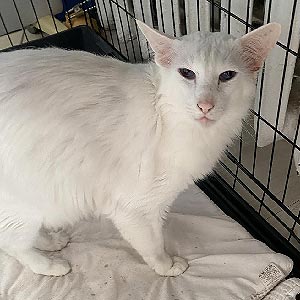 Пенелопа — красавица породы яванез с роскошными голубыми глазками и белой шубкой ori dad