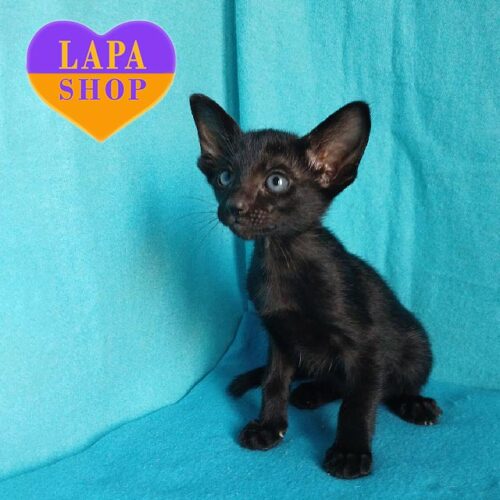 Орієнтальна красуня в розкішній чорній шубці Dana