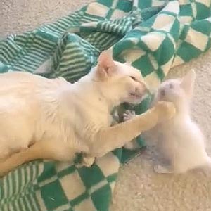 Пенелопа — красавица породы яванез с роскошными голубыми глазками и белой шубкой ori mom