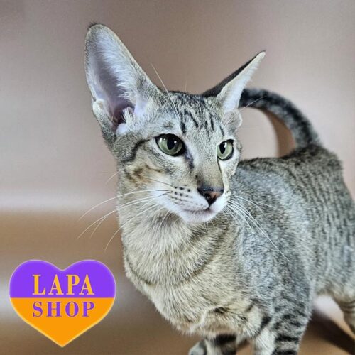 Элегантный ориентальный котенок в пятнистой шубке Quail