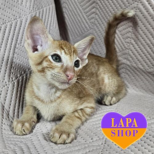 Handsome Red Oriental Kitten Ukrop