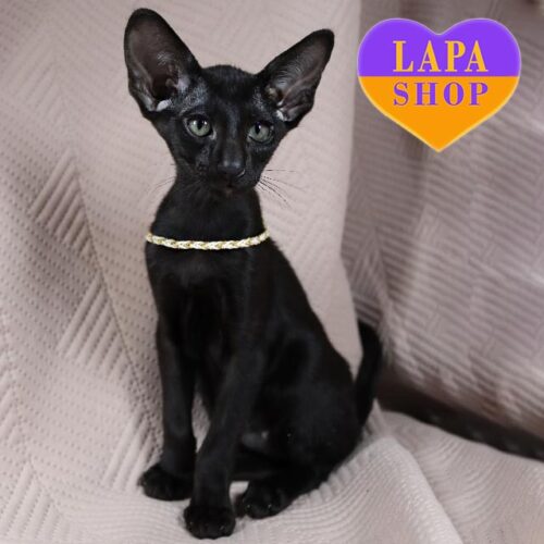 Vaflya — очаровательный ориентальный котенок роскошного черного окраса