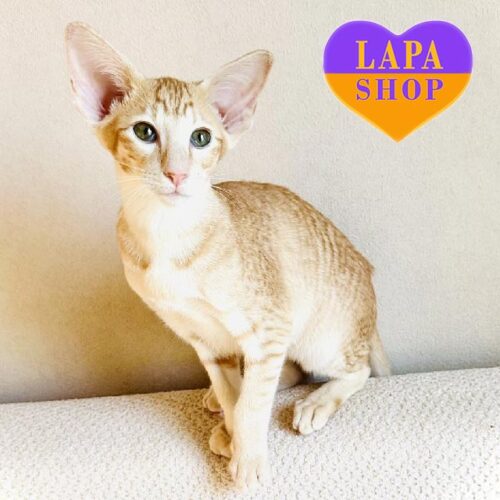 Zorro is an Elegant Oriental in a Spectacular Red Spotted Color