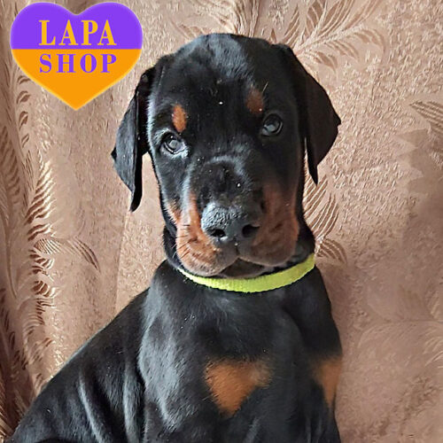 Черная девочка породы доберман Pandora Panda