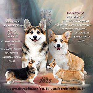 Мила дівчинка з ніжним рудо-білим забарвленням породи вельш коргі пемброк Tabata la Vita al Ritmo parents 16