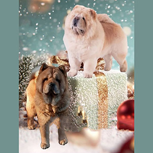 Милий хлопчик породи чау-чау кремового забарвлення parents 18