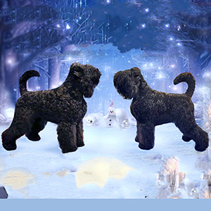 Очаровательная девочка породы русский черный терьер Bella Rosa parents 3