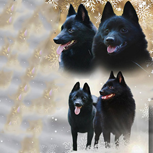 Елегантна дівчинка породи шипперке чорного забарвлення parents 4