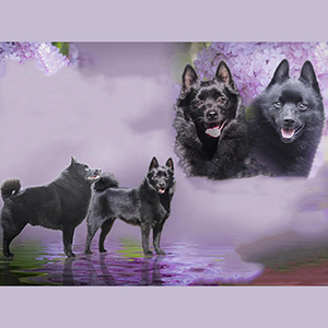 Граційний джентельмен породи шипперке в чорній шубці Present for You parents 5