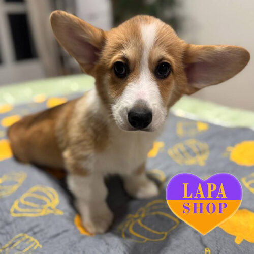 Патч — рудо-білий хлопчик породи вельш коргі пемброк