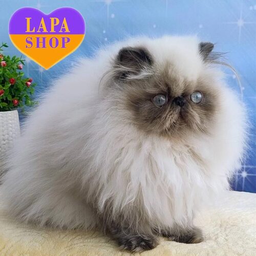 Persian Beauty Annabell