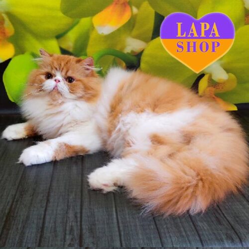 Myroslav is a Calm and Playful Persian Cat in a Luxurious White Red Fur Coat