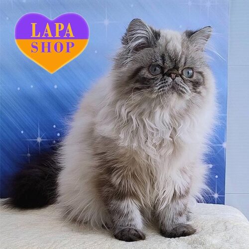 Rokki — очаровательный персидский котенок нежного окраса