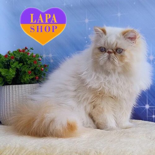 Roy is a Persian Red Point Kitten