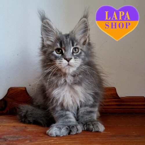 Мейн-кун полідакт Betti — розкішна кішечка в блакитно-мармуровій шубці  із чарівними лапками