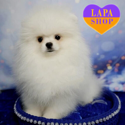Charming White Pomeranian Boy