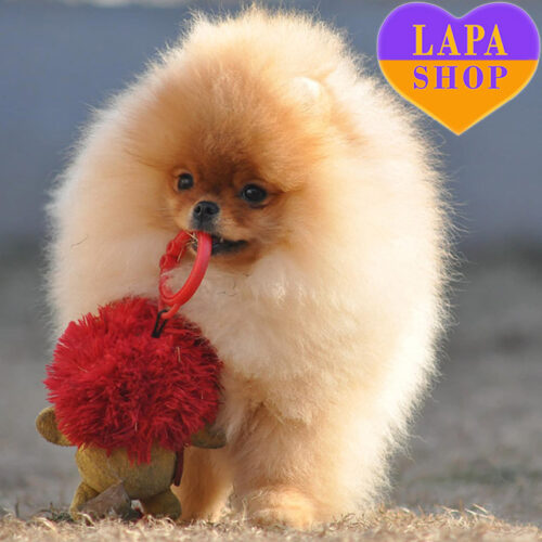 Celebrity Magic — Charming Boy of the Pomeranian Spitz Breed Is Waiting for His Family