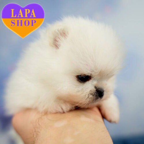 A Handsome Boy White Pomeranian