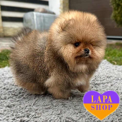 Настоящий джентельмен породы померанский шпиц