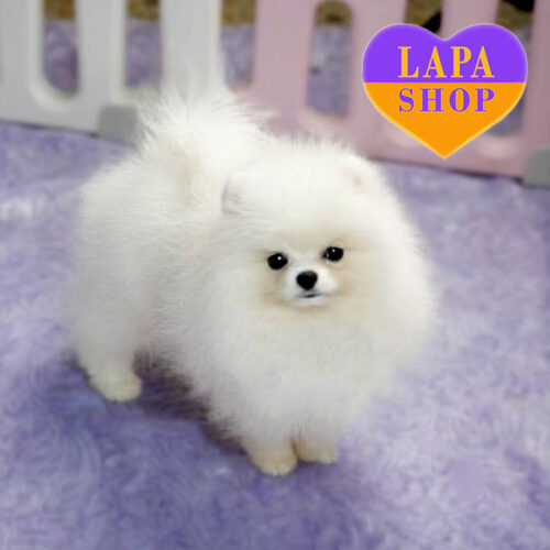 Snow-White Pomeranian Boy